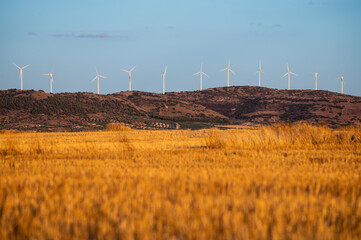 Wind turbines for electricity generation of a wind farm with a recently harvested wheat field...