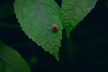 Coccinellidae is a widespread family of small beetles ranging in size from 0.8 to 18 mm.