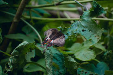 Papilio polyxenes, the black swallowtail, American swallowtail or parsnip swallowtail, is a...