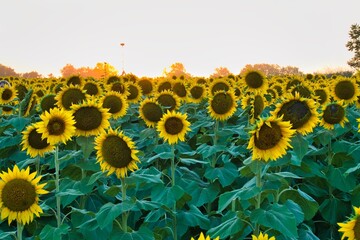 Large Sunflower Field Near Lawrence Kansas