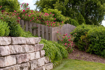 Roses Growing Along A Wooden Fence