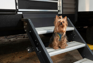 Curious purebred Yorkshire Terrier resting on RV steps