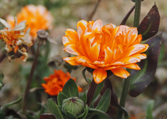 Bright orange flower in bloom, Bhutan, Asia