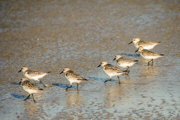 sandpipers on the beach