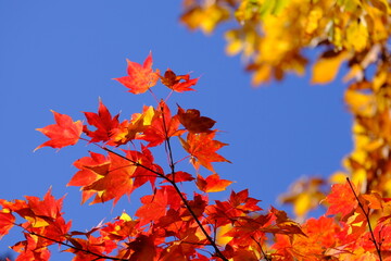紅葉の秋