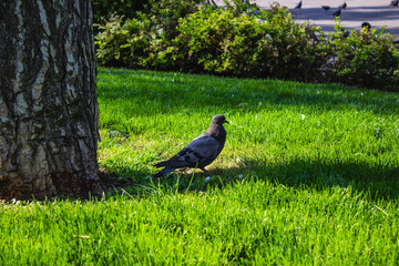 pigeon hiding in the tree shadow on the grass