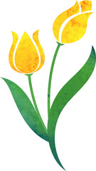 Obraz premium Water color texture botanic garden plant flower yellow tulip