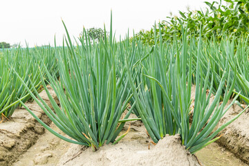 Close-up of green onion growing on farmland in Yunlin, Taiwan.