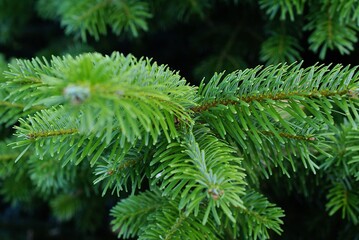 pine needles