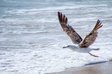 seagull over surf
