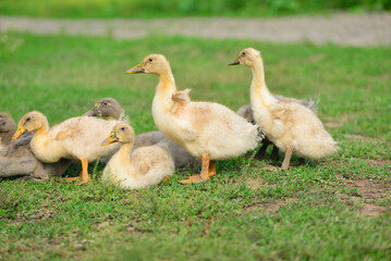 Naklejka na ściany i meble Several goslings on green grass. Walk.
