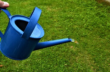 Watering the lawn with a metal, blue watering can