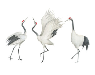 Watercolor set of cranes. Hand drawn isolated illustration on white background