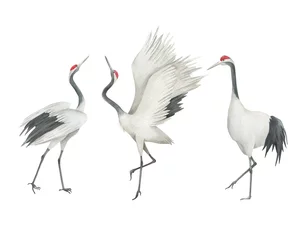 Fototapete Reiher Watercolor set of cranes. Hand drawn isolated illustration on white background