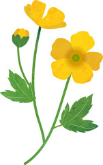 Naklejka premium Water color texture botanic garden plant flower buttercup