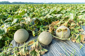 View of cantaloupes growing in farmland in Yunlin, Taiwan.