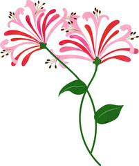 Water color texture botanic garden plant flower red honeysuckle