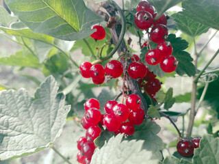 Obraz premium Red rowan on a bush branch. Autumn harvest. Sour berries.