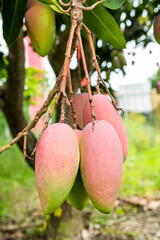 Close-up of mango fruits on the mango tree in Pingtung, Taiwan. 