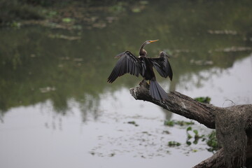 Oriental Darter (Anhinga melanogaster) at Kaziranga NP, Assam, India.