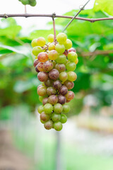 bunch of grapes on vine