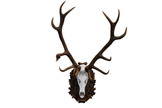 deer skull hunting trophy transparent