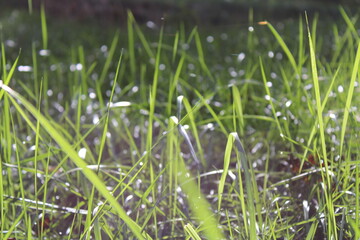 green grass in the water