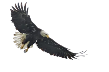 Deurstickers Bald eagle © luis sandoval