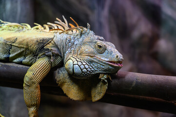 closeup Iguana lying on a branch. Iguana is lizard reptile in the genus Iguana in the iguana family.