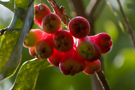 Closeup shot of beautiful wax apple fruits shining with beautiful sunlight.
