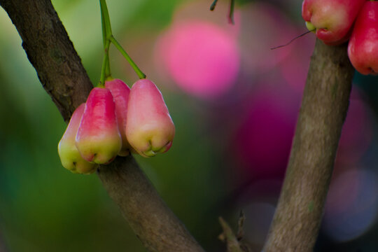 Closeup shot of wax apple fruits ,beautiful background.