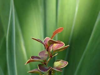 Japanese Barberries young growth on the soft quiet greenish background of iris plants