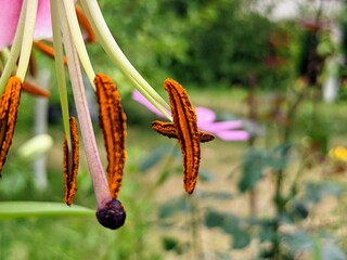 Close-up of hanging lily pistil and stamen on a blurry colorful background 