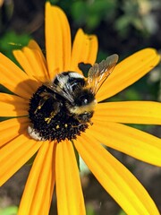 Close-up of lonely Bumblebee searching for some food on a beautiful Rudbeckia on a sunny day