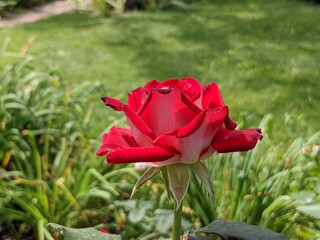 Beautiful red rose on a green background on a sunny day