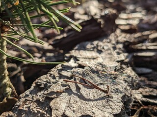 Lonely pine needle laying next to the pine on a sunny day