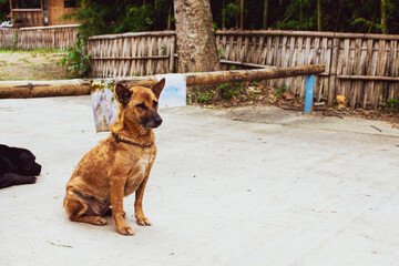 Obraz premium Dog on the floor