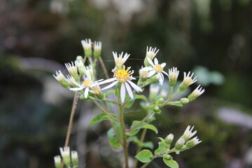 white daisies in the garden