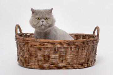 Fototapeta na wymiar Portrait of A Scottish fold lovely cats on white studio background
