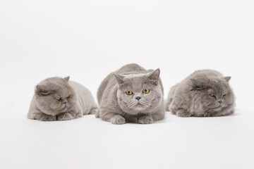 Portrait of A Scottish fold lovely cats on white studio background