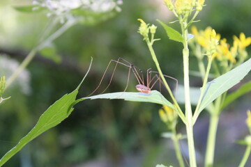 Spider on a Leaf