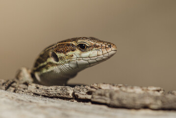 Macro II - Krka National Park - Split, Croatia
