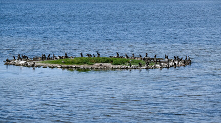 Eine der bekannten Vogelinseln im Naturschutzgebiet Rantumbecken auf der deutschen Nordseeinsel...