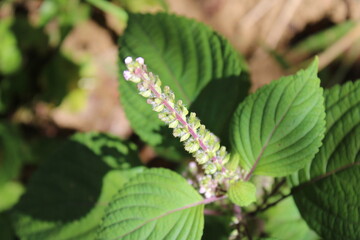 close up of leaves