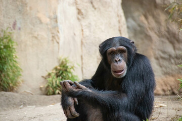 Chimpanse