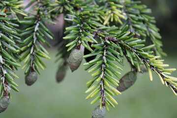 branches of a pine