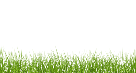 Vector bright green realistic seamless grass border isolated on transparent background