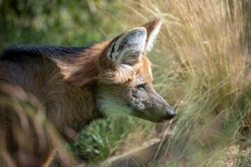 portrait d'un loup à crinière en gros plan