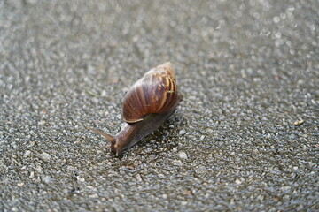 closed up of snail on the road