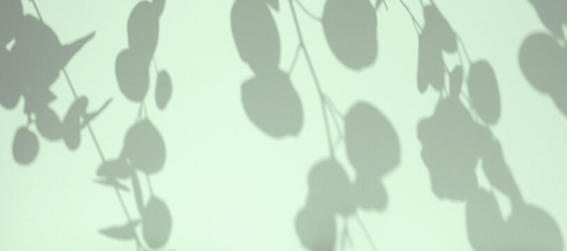 Plant shadows on neutral color wall. Leaves shadow background. Branches, flowers and foliage on pastel studio background. Product presentation, Minimal mock up for advertising. Trendy Overlay effect
